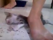 فيديو قديم لتعذيب قطة يثير جدل السوشيال ميديا من جديد.. اعرف القصة
