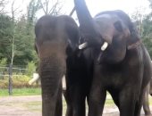 بيسلوا نفسهم.. أفيال تستمتع بجلسة تنظيف واسترخاء بحديقة أوريجون.. فيديو 
