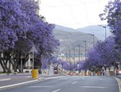 الأشجار البنفسجية تبهر العالم وتزين مدينة أبها بالسعودية  (صور)