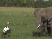 هكذا انتهت معركة بين فيل وطائر مهدد بالانقراض فى افريقيا.. فيديو وصور