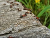 علماء يستوحون تصميم أسراب روبوتية ذاتية الشفاء من مستعمرات النمل