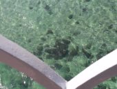 فيديو.. شاهد صفاء وزرقة لون بحر الإسكندرية من أعلى كوبرى "ستنالى"