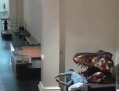 بيروق مزاجه.. استرالى يلتقط سيلفى مع جمجمة ديناصور فى متحف مغلق.. فيديو
