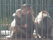 حديقة حيوان الإسكندرية مغلقة فى عيد الفطر.. والمديرة: يتم التطهير إسبوعيا