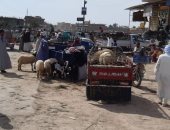 فض سوق "الأغنام العشوائى" للمرة الثالثة غرب الإسكندرية.. صور