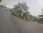 سقوط أشجار على طريق القاهر أسيوط الزراعى بسبب سوء الأحوال الجوية