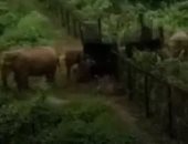 قطيع أفيال يقتحم حدود الغابات بين الهند وبنجلاديش.. فيديو