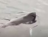 فيديو.. قرش عملاق يقترب من السواحل الإسبانية