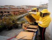 كورونا يمنح النحل فى روما "الصحة والعافية".. اعرف القصة إيه