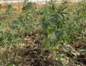 حدائق الشيطان.. ضبط مزرعة مخدرات بالإسماعيلية بقيمة 7 ملايين جنيه..فيديو