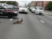 البط يوقف حركة المرور بشوارع موسكو.. فيديو