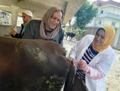 بيطرى الشرقية يُجرى المسح التناسلى الشامل لـ21 ألف و839 رأس ماشية (صور)
