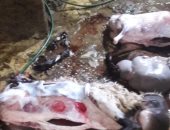 ضبط جزار يذبح خراف مريضة بالسيدة زينب ويزور الأختام