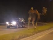 حيوان غريب يتجول بشوارع ولاية ألاسكا الأمريكية.. فيديو