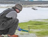 أنتاركتيكا تتحول من الجليد إلى الخضرة بسبب تغير المناخ.. اعرف التفاصيل