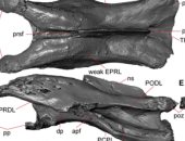 معندوش أسنان.. اكتشاف ديناصور نادر كان يتجول قبل 110 ملايين سنة فى أستراليا