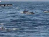 فى ظل غياب البشر.. مئات الدلافين تقفز قباله شواطئ كاليفورنيا