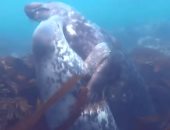 الحب تحت الماء.. قبلات وعناق بين الكائنات البحرية في الأعماق.. فيديو