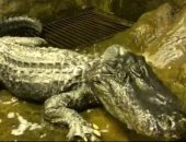 وفاة تمساح بعد نجاته من معركة برلين بالحرب العالمية الثانية