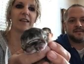 ولادة قطة بوجهين في ولاية أوريجون وأصدقائها يرفضون التخلي عنها.. فيديو