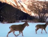 فيروس كورونا يكشف عن ظهور نمور الثلج النادرة فى كازاخستان.. فيديو