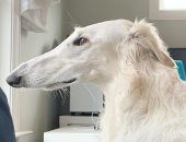 طولها 31 سم.. قصة الكلبة إيريس صاحبة أطول أنف فى العالم .. صور
