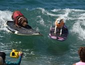تفوقت على البشر.. كلبة أمريكية تفوز بـ24 جائزة فى مسابقات ركوب الأمواج.. صور