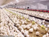 بكين تعلق استيراد الدجاج من شركة أمريكية خشية تفشى وباء كورونا
