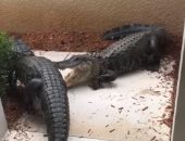 معركة مرعبة بين تمساحين فى مدخل منزل بولاية فلوريدا الأمريكية.. فيديو