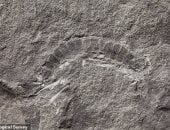 صور.. اكتشاف أقدم حشرة فى العالم عمرها 425 مليون عام بجزيرة أسكتلندية