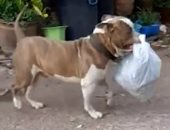 كلب ذكى يساعد أصحابه فى الأعمال المنزلية وجمع أكياس القمامة.. فيديو وصور