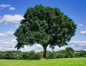كيف أثر تغير المناخ على حجم الأشجار؟ دراسة جديدة تكشف