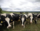 الغلاء يسبب كسادا فى رؤوس الماشية بالأرجنتين.. وصحيفة: الأبقار فاقت تعداد البشر