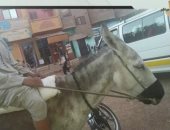 والد الطفل مرتدى الكمامة هو والحمار: مصدر رزقنا ويجب حمايته لأنه مخلوق مثلنا