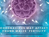 هل يؤثر فيروس كورونا على خصوبة الذكور وهل يغزو السائل المنوى؟