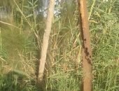 أهالى عزبة خمسة بأبو الأخضر فى الدقهلية يشكون تهالك أعمدة الكهرباء