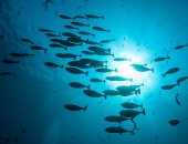 دراسة: الأنواع البحرية تقترب من أقطاب الأرض بسرعة بسبب تغير المناخ