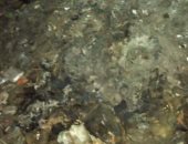 شكوى من تراكم القمامة في عزبة المساعي محافظة المنوفية