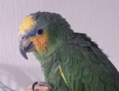 ببغاء يكشف لص تسلل لمنزل صاحبته ويتسبب بالقبض عليه فى إنجلترا.. صور