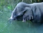 نهاية مؤسفة.. فيل يودع الحياة بعد تناول فواكه بالألعاب النارية.. فيديو