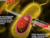 ديلى ميل: اكتشاف مضاد حيوى جديد يقتل البكتيريا الشرسة دون مقاومة