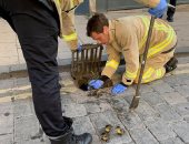  رجال إطفاء ببريطانيا ينقذون بطة وصغارها من شبكة صرف صحى.. صور