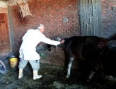 تحصين 240 ألف رأس ماشية ضد الحمى القلاعية بالشرقية والمنوفية..صور