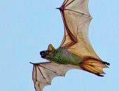 اكتشاف فيروسات تاجية فى الخفافيش بروسيا