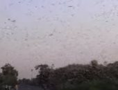 فيديو.. أسراب الجراد تغزو المزارع فى الهند