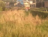 أهالى منطقة مثلث الكنيسة بالدقهلية يشكون من انتشار القمامة والحشرات