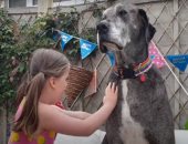 أطول كلب فى العالم يسجل رقماً قياسياً جديداً.. فيديو