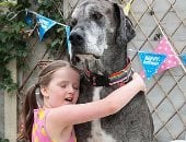بعد الاحتفال بعيد ميلاده الـ8.. أطول كلب فى العالم يستعد لدخول "جينيس"..صور