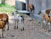 قارئ يشكو انتشار الكلاب الضالة بقرية قطيفة بالشرقية