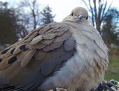 ألمانية تثبت كاميرا فى حديقة منزلها لترصد حياة الطيور البرية × 20 صورة